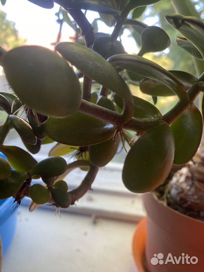 Толстянка/денежное дерево взрослое большое