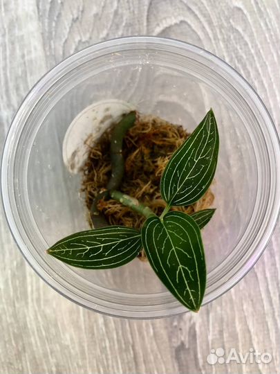 Драгоценные орхидеи