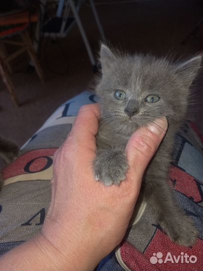 Ищем добрые руки