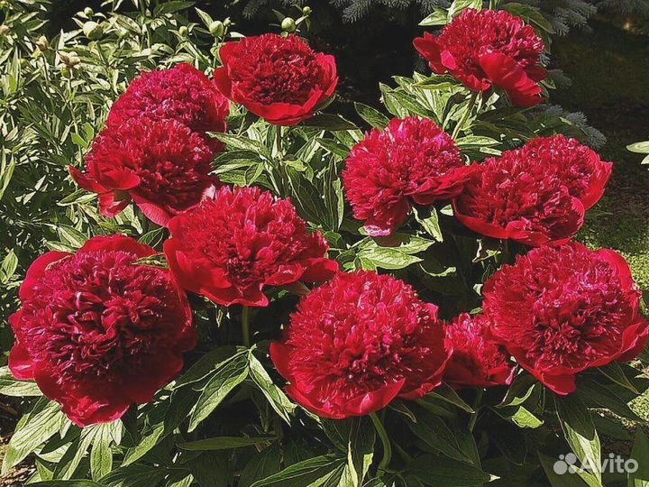 Пион травянистый, пион древовидный