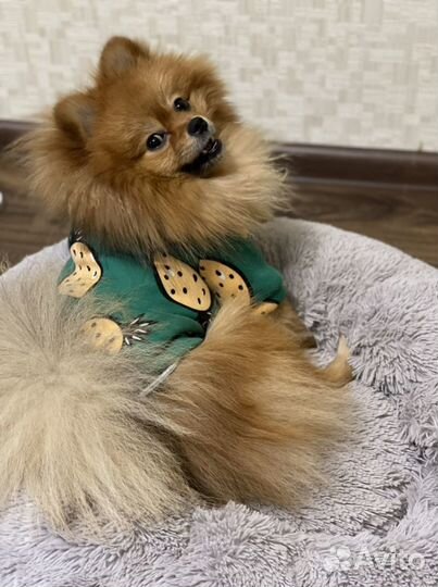 Померанский шпиц вязка кобель