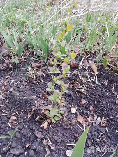 Продам саженцы барбариса