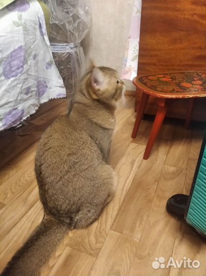 Котёнок
