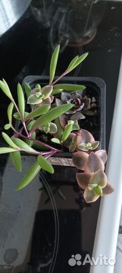 Очиток (sedum rubrotinctum), опунция