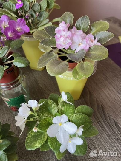 Цветущие мини и трейлерные фиалки