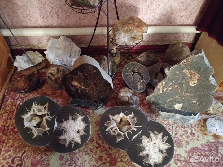 Септарии. Аммониты. Окаменелости. Минералы. Жеоды