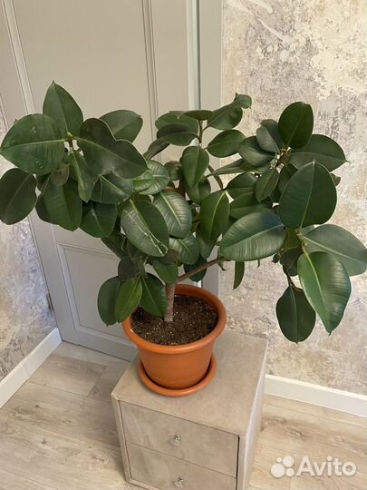 Фикус каучуконосный большой 90 см