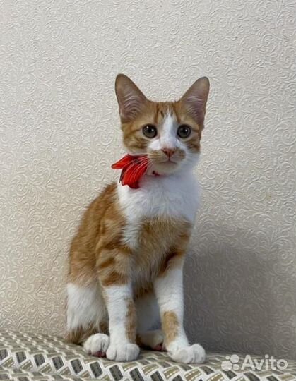 Котенок мальчик в добрые руки