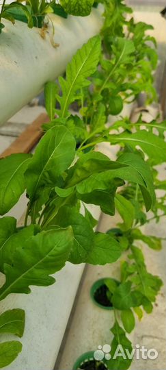 Свежая зелень(мята,тархун,базилик,руккола,тимьян)