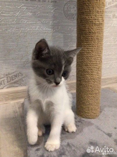 Котята бесплатно