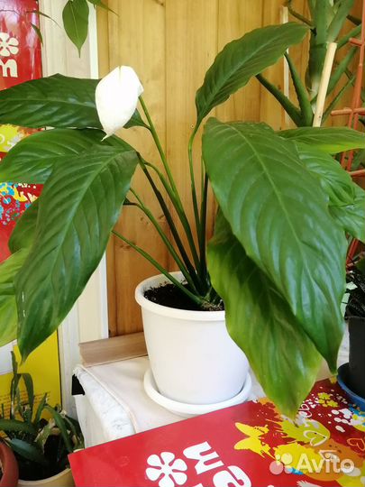 Спатифиллум (женское счастье)