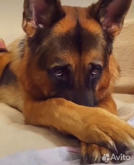 Немецкая овчарка