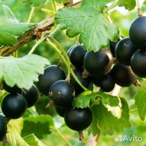 Йошта саженцы