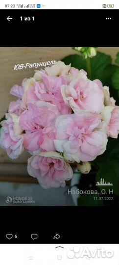 Герань пеларгония розебудные, тюльпанки, зоналки