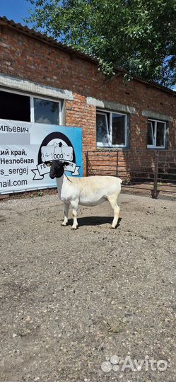 Овцы породы Дорпер