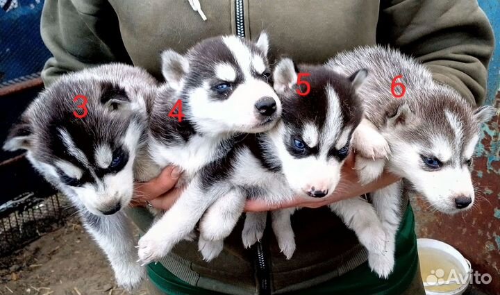 Щенки сибирской хаски