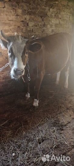 Тёлка стельная