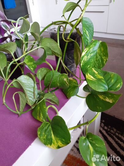 Комнатные растения цветы