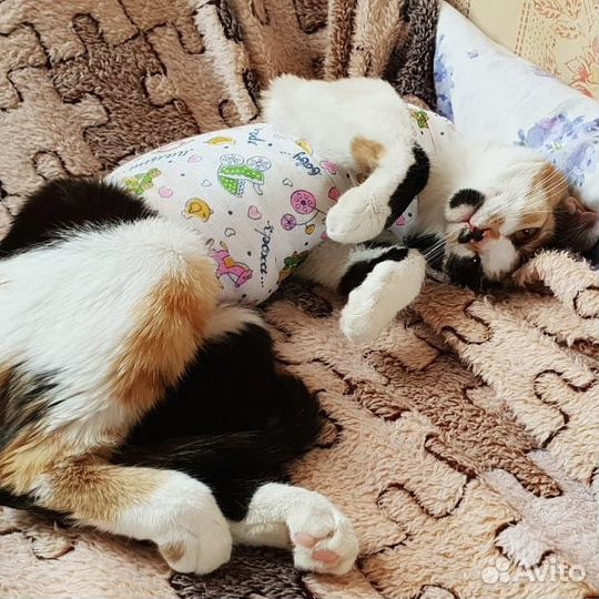 Стерилизация/кастрация кошек на дому