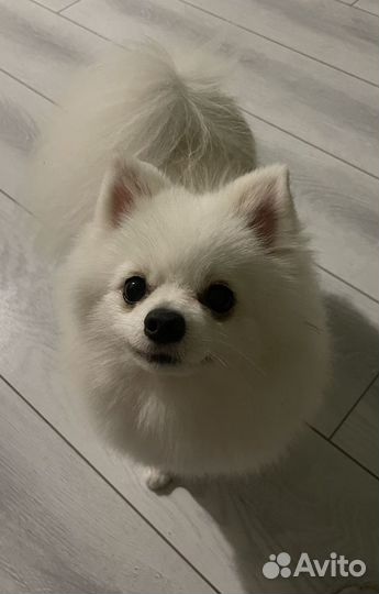 Померанский шпиц вязка кобель