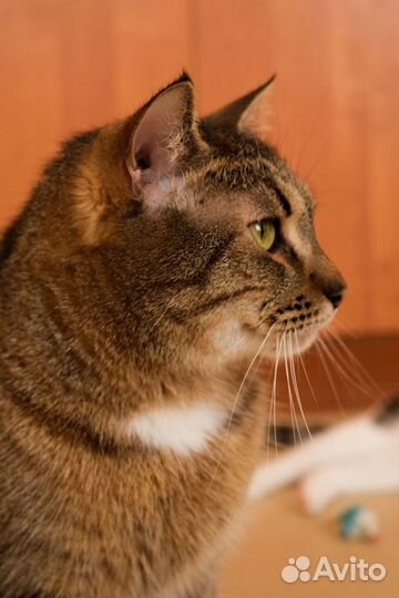Кошка из приюта: робкий котик Тоша