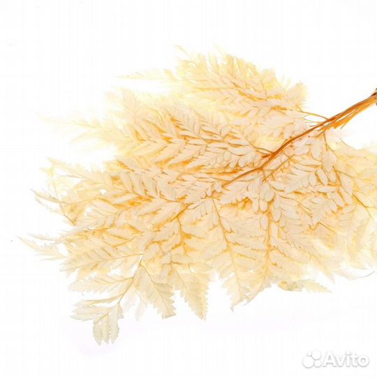 Сухоцвет 'Папоротник', жёлтый, 10 шт. в упаковке