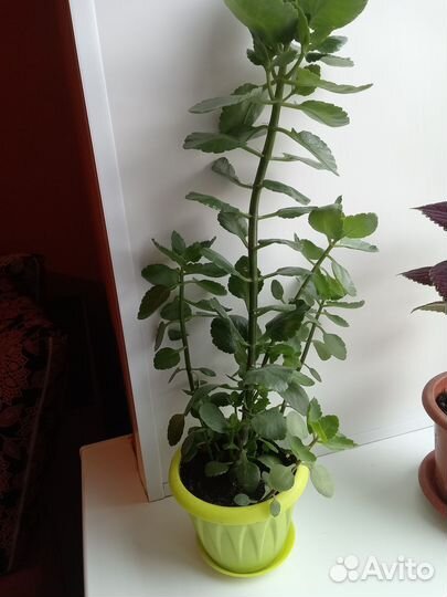 Строманта Триколор