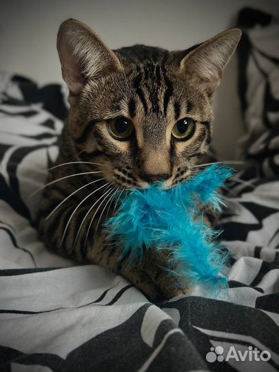 Кот бенгал вязка