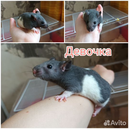 Декоративные крысята