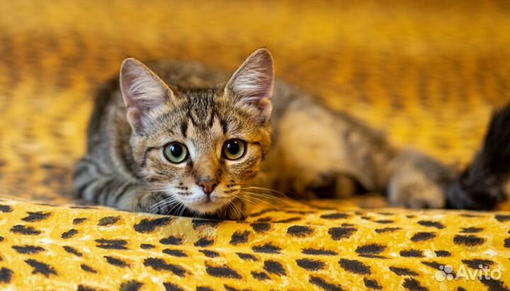 Котенок Камыш