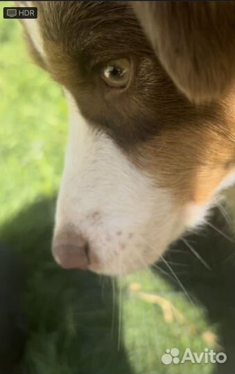 Аусси щенки