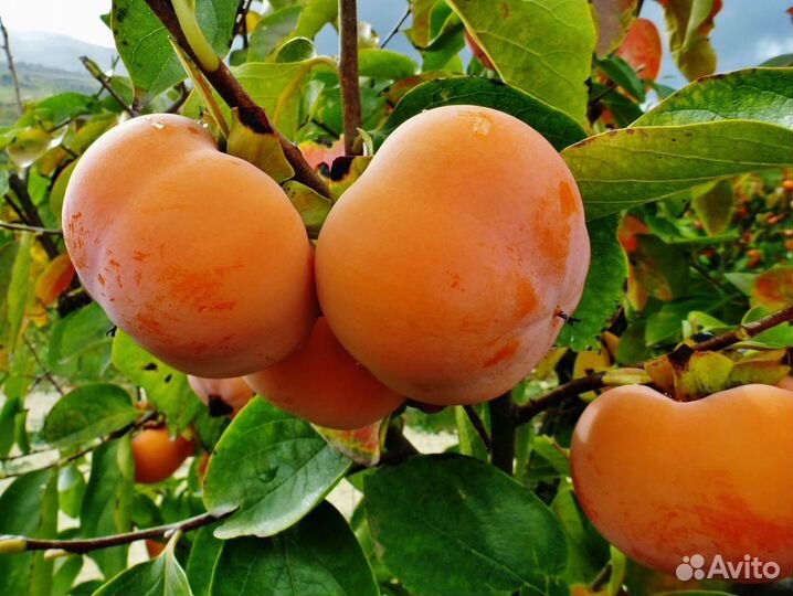 Саженцы хурмы