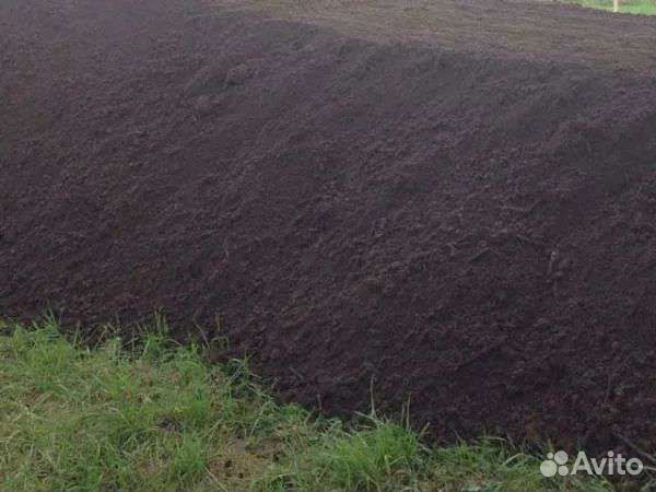 Пихтовая стрелка