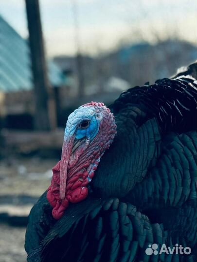 Индюк/обмен