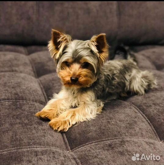 Mini йоркширский терьер вязка