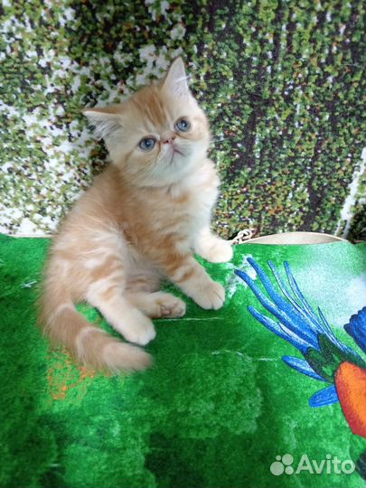 Котик Экзотик