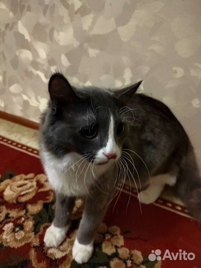 Кошка