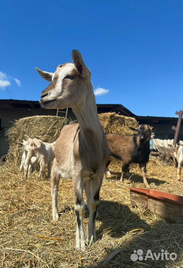 Коза альпийская нубийская