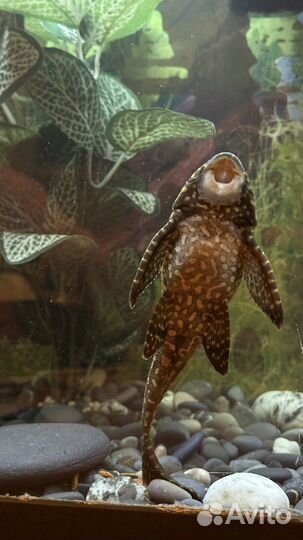 Аквариум с имитацией дна черного моря