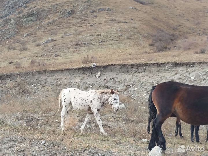 Продам жеребят