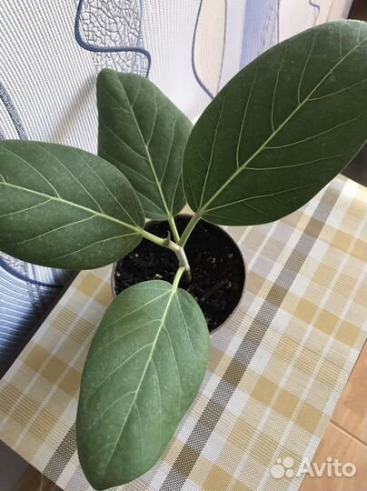 Фикус бенгальский одри