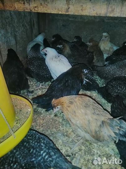 Куры несушки молодка Доминант-4мес