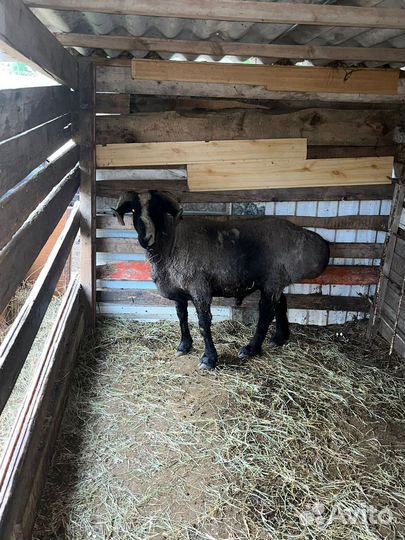 Баран гиссарской породы, 3,5 года