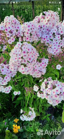 Флокас многолетний