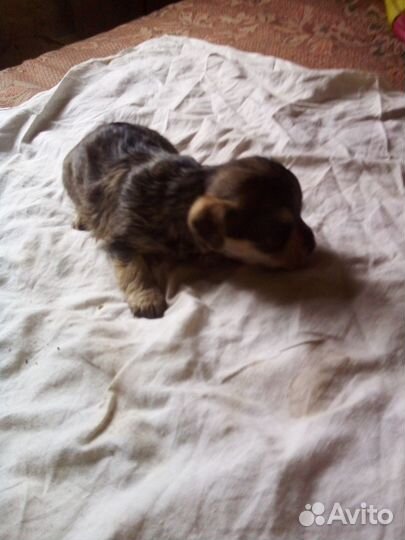 Йоркширский терьер щенки