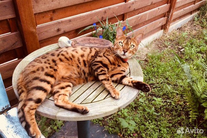 Бенгальская кошка бесплатно