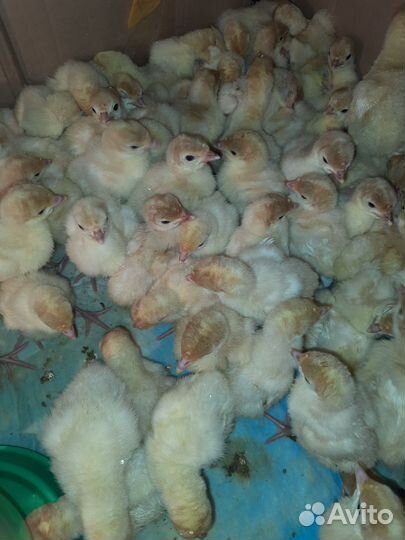 Мулард/Гусь/Утка/Бройлер/Индюк