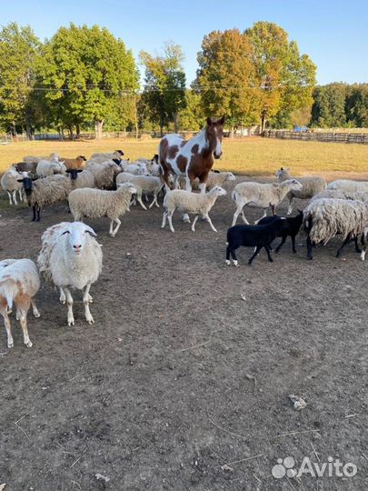 Овцы и бараны