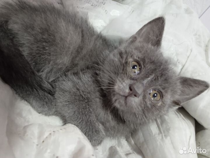 Отдам Бесплатно котят