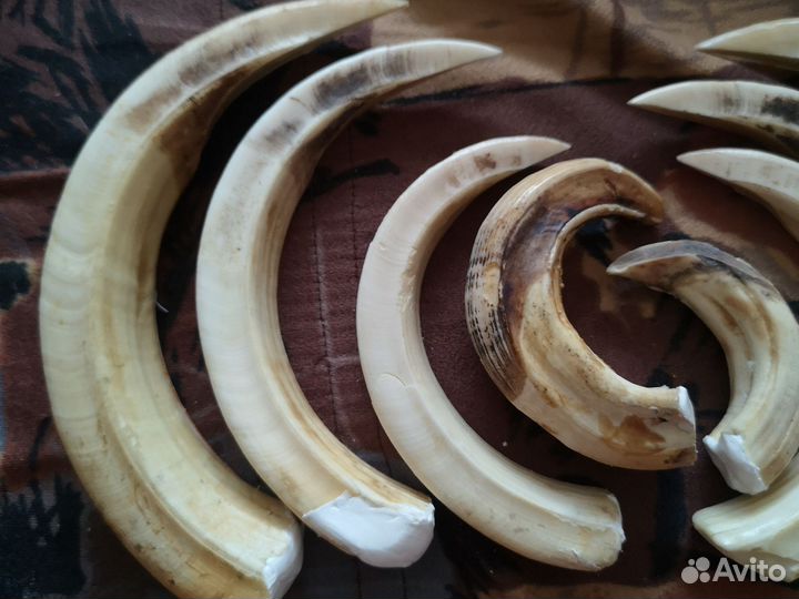 Клыки кабана